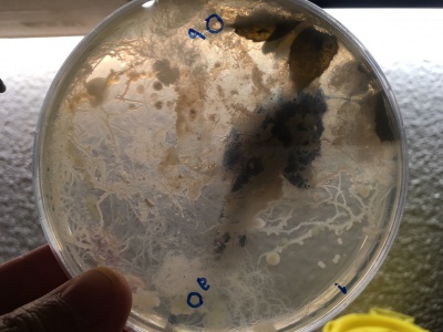 Fuligo septica grown on nutrient agar plate
