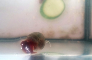 Daphnia snail.jpg