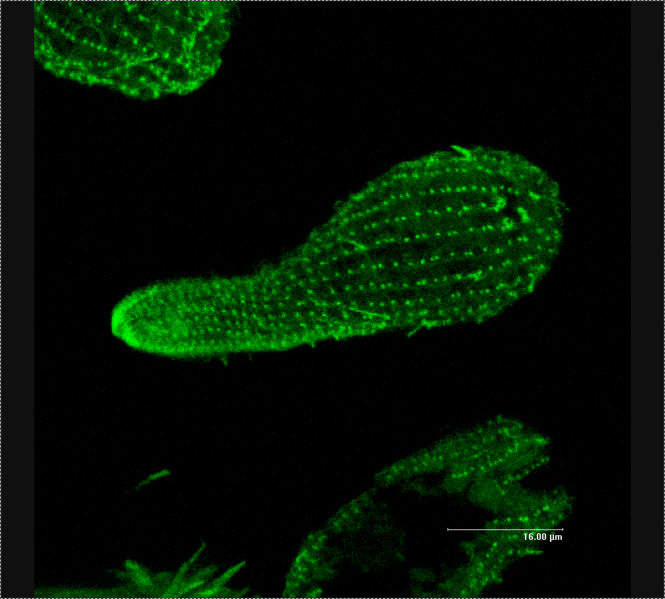 File:Fluorescence-Microscopy.png