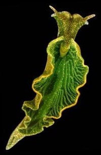 Sea slug1.jpg