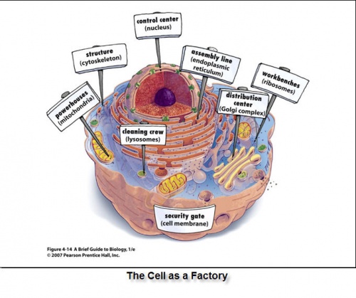 Cellasafactory.jpg