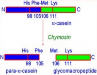 Chymosin reaction on Casein.png