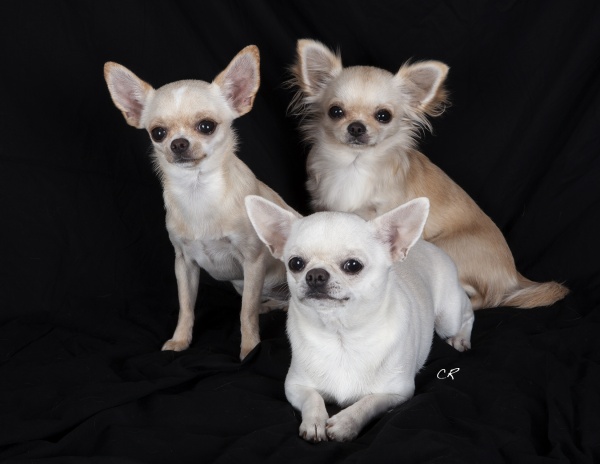 Chihuahuas- Holly, Nina, Doralice.jpg