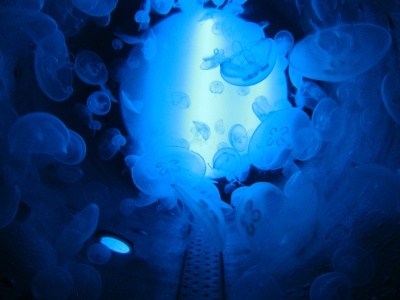 Preps aquario medusa.jpg