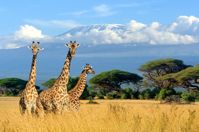 3 Giraffen.jpg