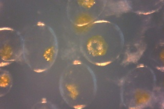 Dinoflagellates Pyrocystis Noctulica