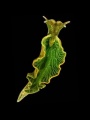 Sea slug.jpg