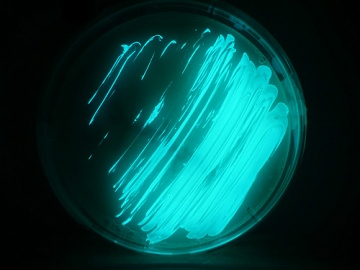 Photobacterium phosphoreum.jpg