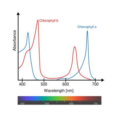 Chlorophyll ab spectra-en.svg.png